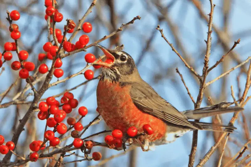 Berries Replace Bugs When Fall Arrives