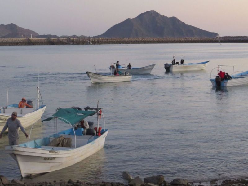 The Race To Save The Vaquita From Extinction