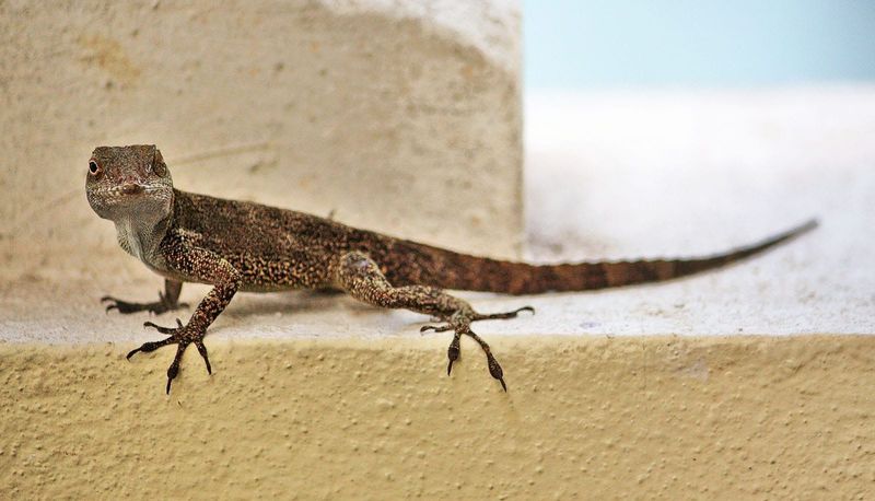 Urbanization and The Spiny Lizard: A Race For Survival