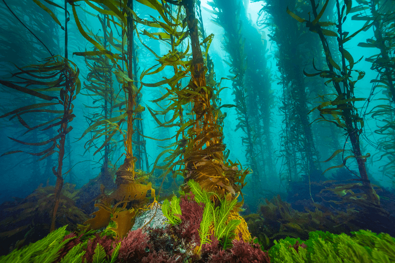 The Role Of Seaweed Forests In Marine Biodiversity