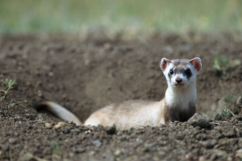 Global Lessons From The American Ferret Recovery