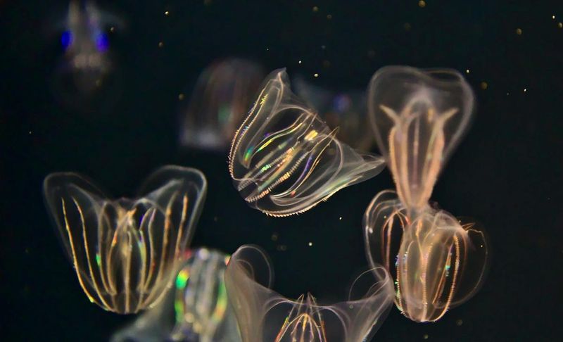 The Role Of Comb Jellies In Ancient Oceans