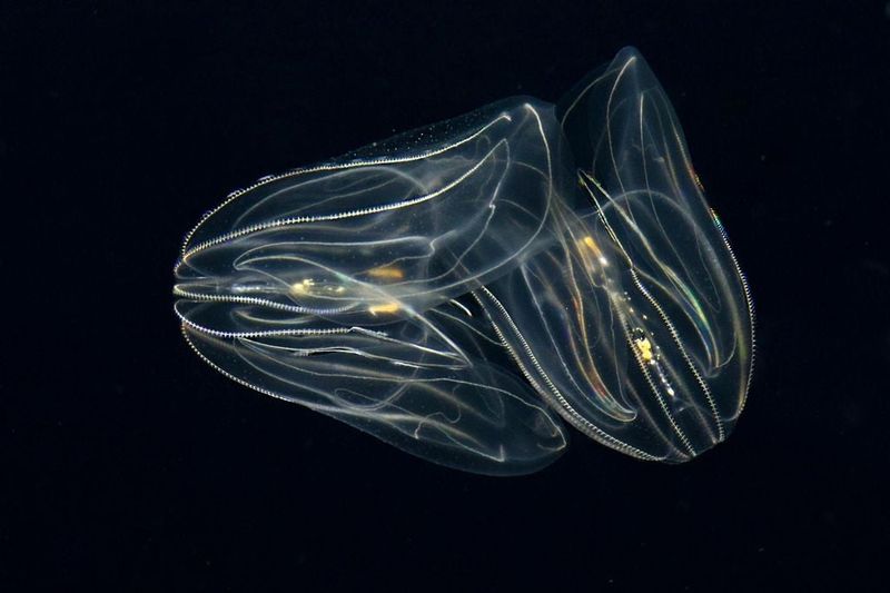 The Evolution Of Comb Jellies In Marine Life
