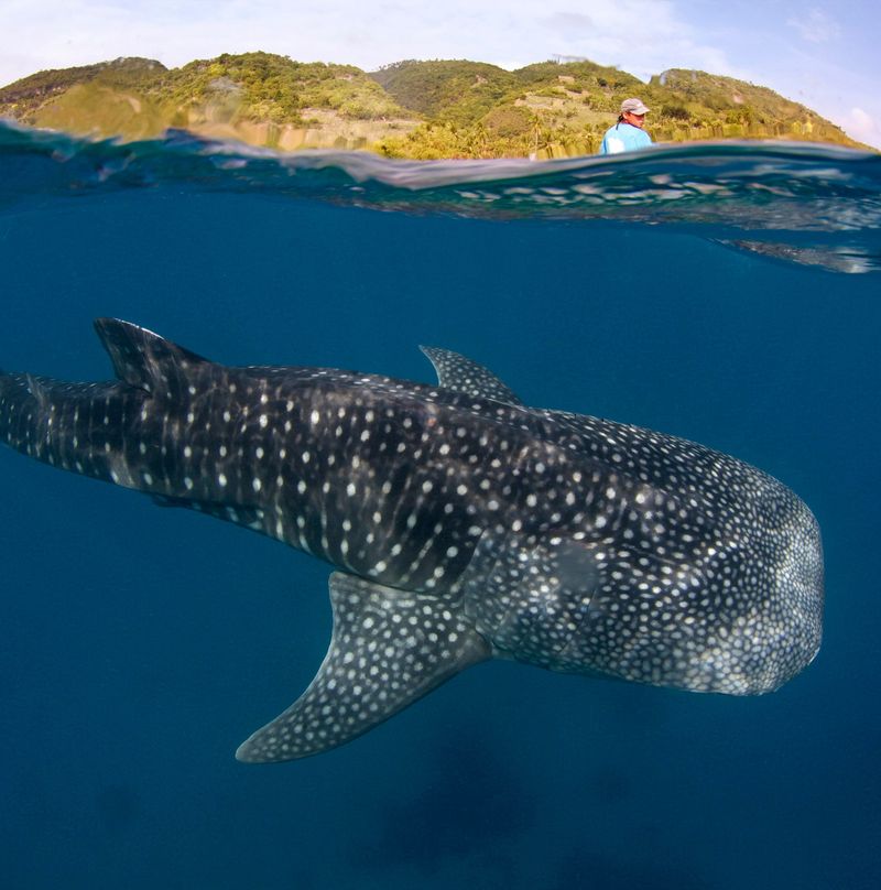 Noise Pollution Disorients Whale Sharks