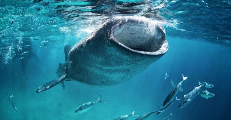 How Cruise Ships Are Harming Mexico’s Whale Sharks