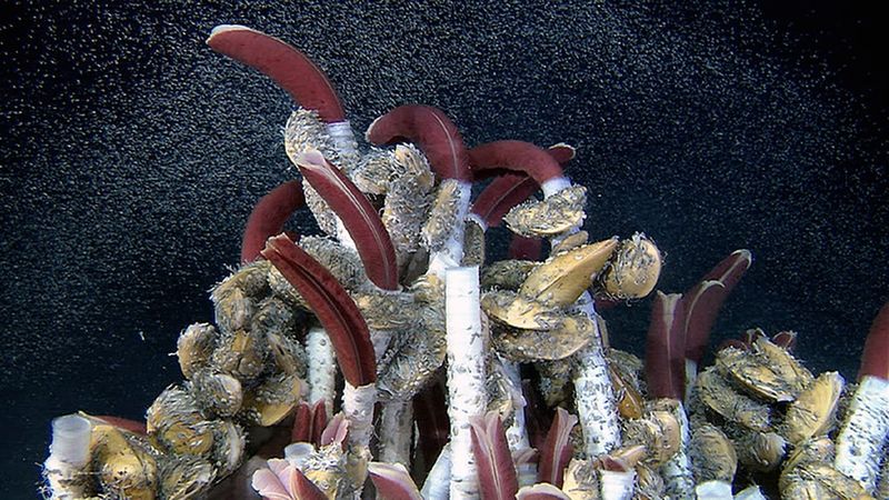 New Insights Into The Deep-Sea Ecosystem