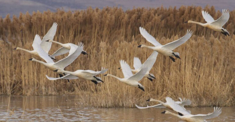 How Do Birds Fly? Answers To Your Common Questions About Birds