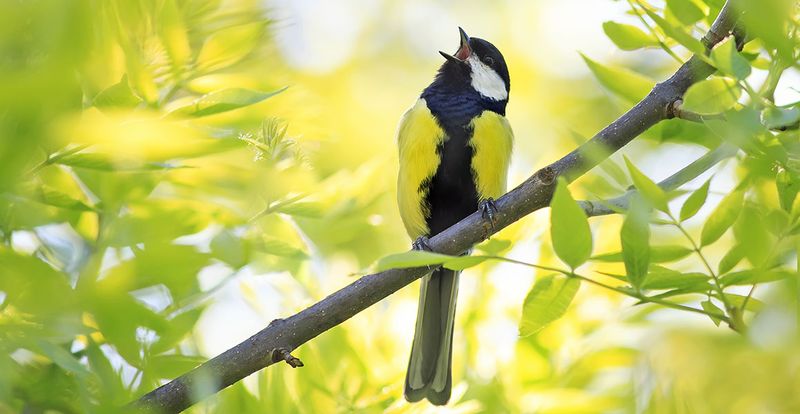Distinctive Songs And Calls