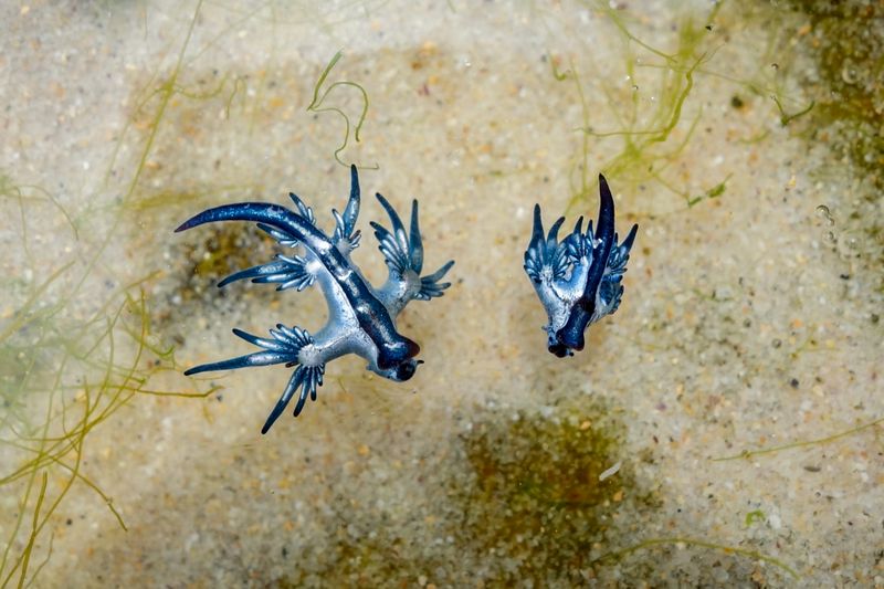 The Blue Dragon's Bright Color: What Does It Mean?
