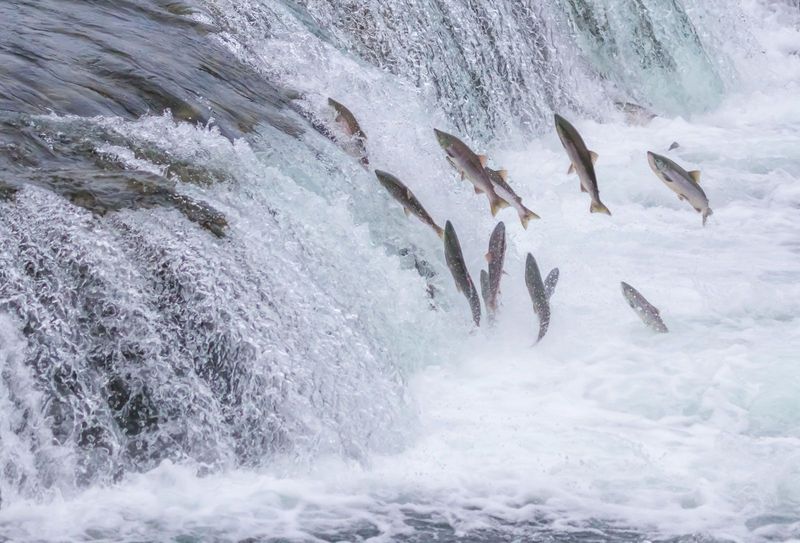 Why Do Salmon Swim Upstream To Die?