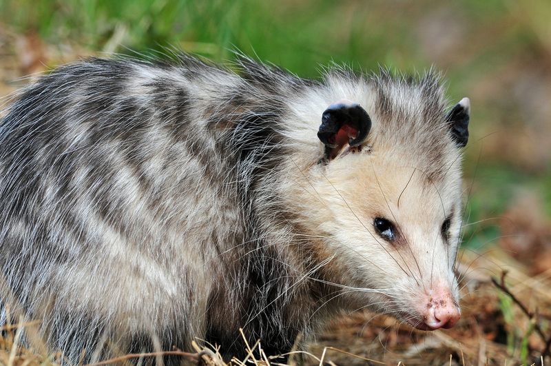 Why Don't Opossums Get Rabies?