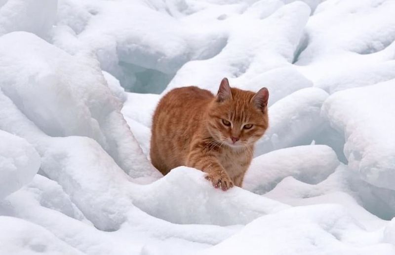 Snow-Digging Paws
