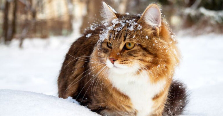 How Do Outdoor Cats Brave The Cold? 22 Amazing Facts