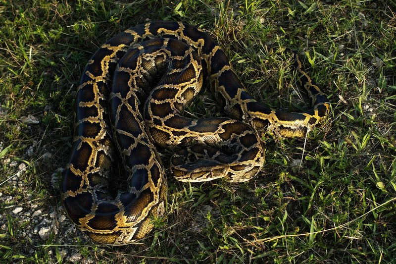 What Are The Challenges In Removing Pythons From The Everglades?