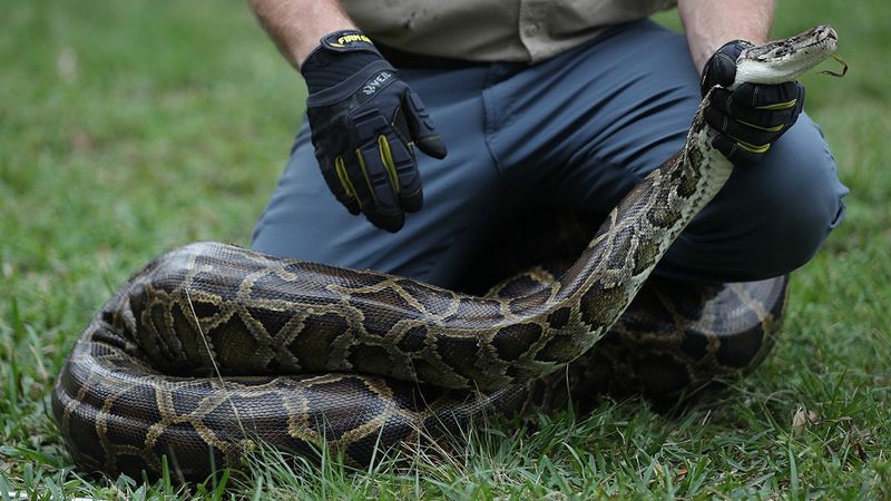 What Are The Long-Term Effects Of Python Removal?