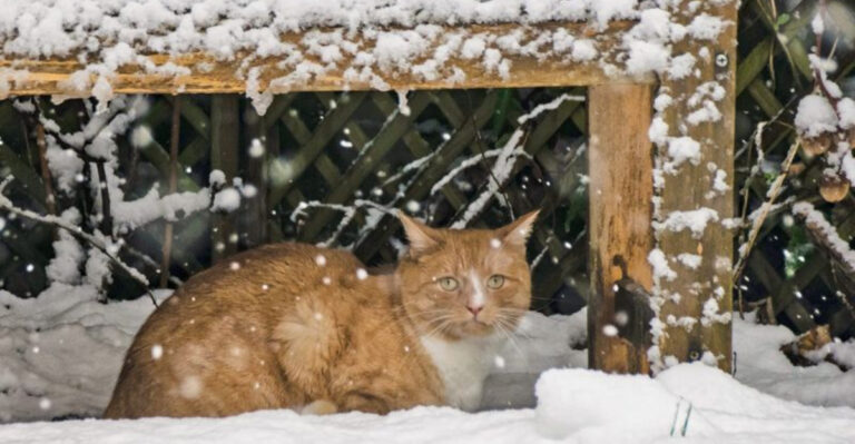 How Do Stray Cats Survive Without Owners? 25 Amazing Adaptations