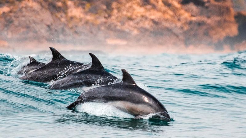 Conservation Efforts