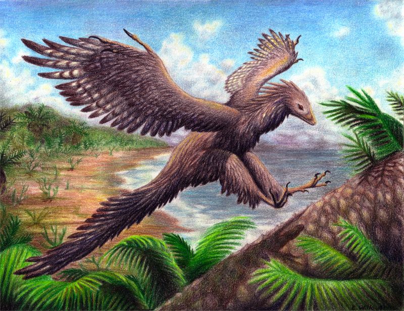 Archaeopteryx's Role In Evolution