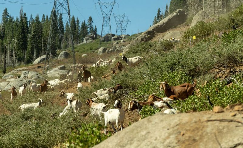 Goats Eat What Machines Can't Reach