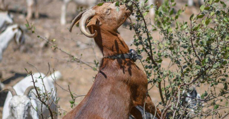 How Fire Goats Are Reducing Wildfires One Bite At A Time