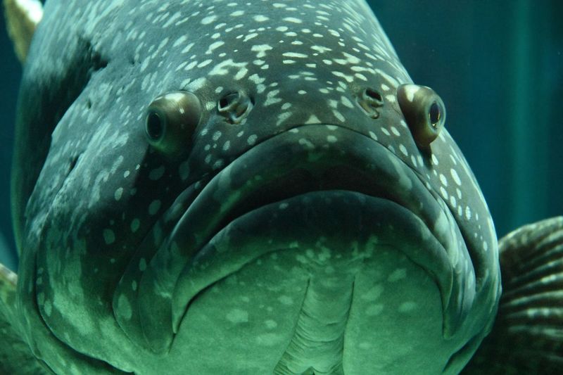 Fish And Pain: More Than Just A Reflex