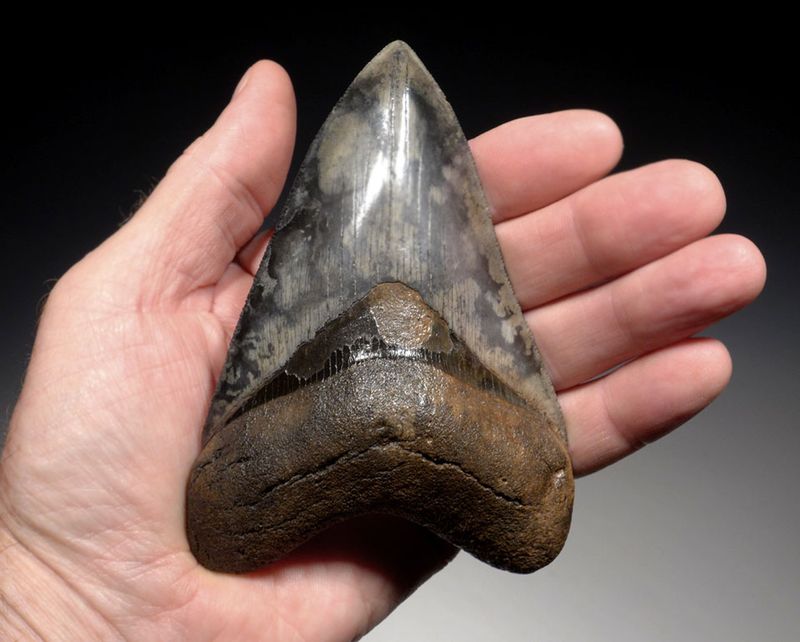 Why They're So Rare And Valuable To Fossil Collectors