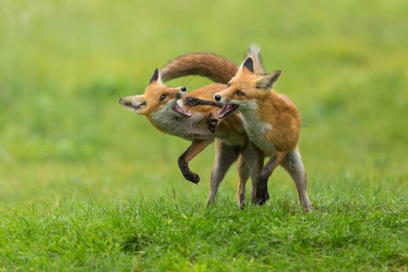 Mastering The Art Of Play Fighting