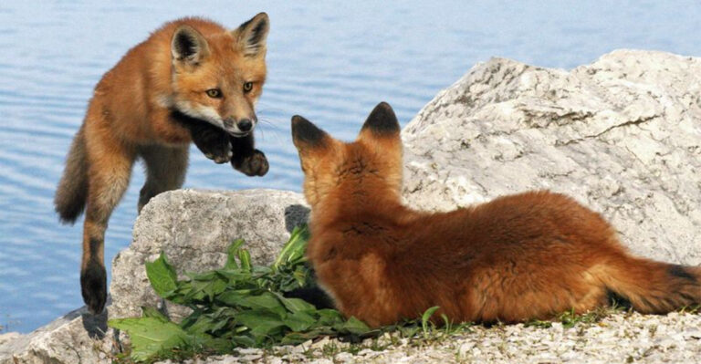 How Fox Cubs Learn To Survive In The Wild