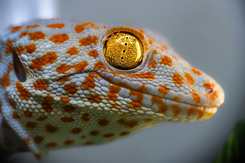 Why Tokay Geckos Hear What We Can't