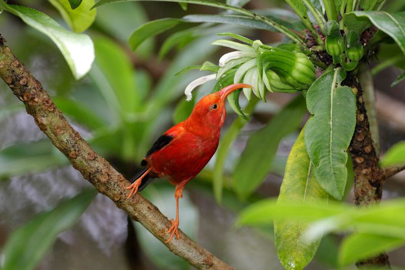 Hawaii's Last-Ditch Effort To Save Endangered Honeycreepers