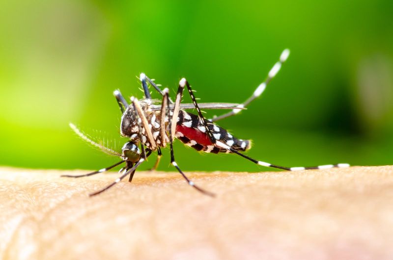 What The Release Of Modified Mosquitoes Means For Hawaii's Ecosystem