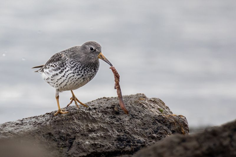 Ground-Nesting Birds' Survival Strategies During Harsh Weather