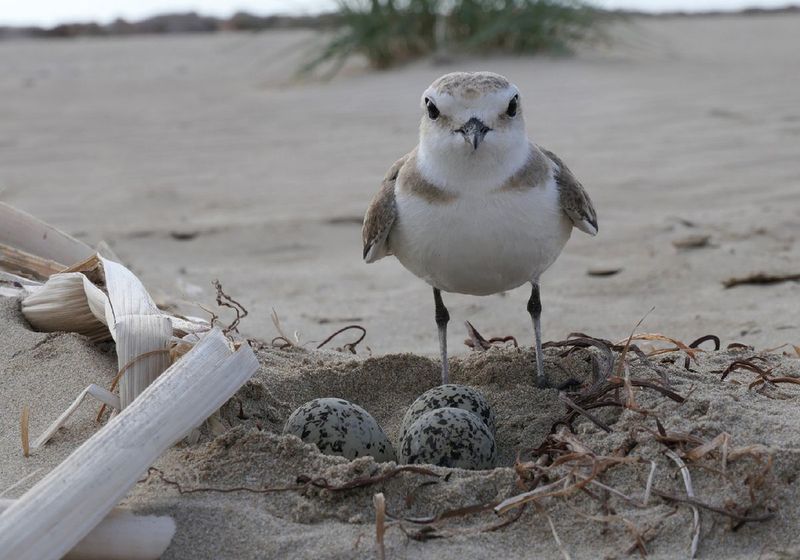 The Risk Of Predation