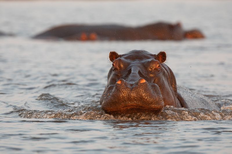 The Role Of Water In A Hippo's Diet