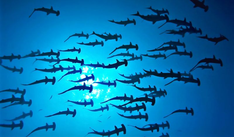 International Cooperation: A Key To Protecting Migratory Species