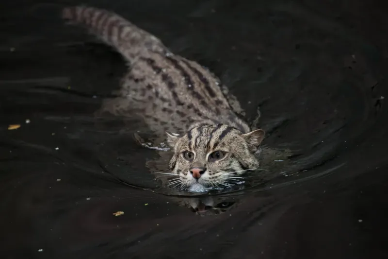 How The Indian Fishing Cat Differs From Other Wild Cats