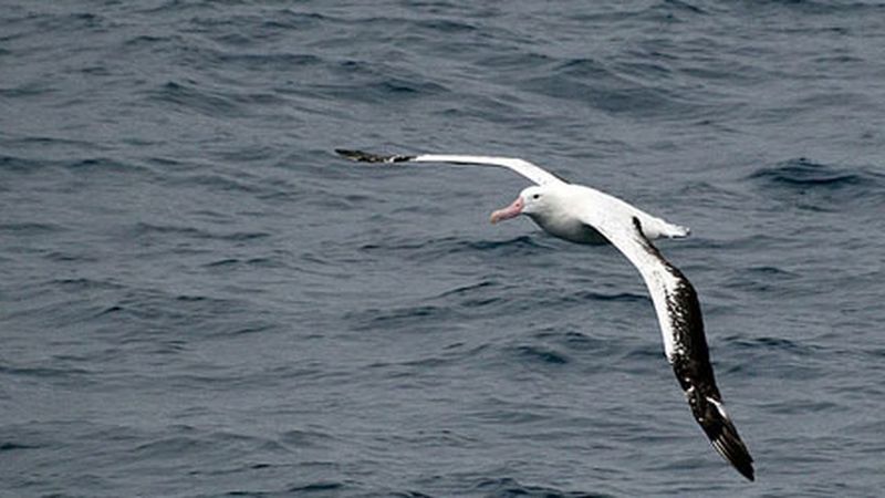 Albatrosses And Climate Change