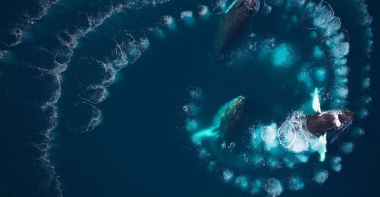 How Humpback Whales Use Bubble-Nets To Hunt Fish