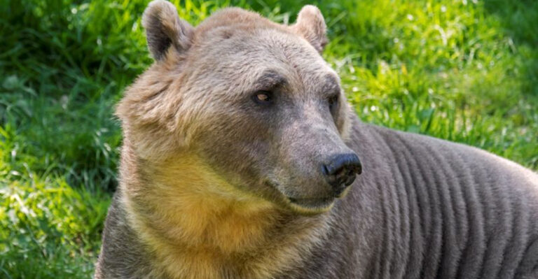 How Hybrid Species Are Shaping The Future Of Northern Wildlife