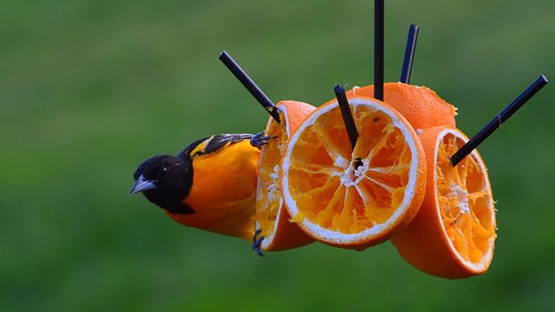 Orange Halves: The Ultimate Oriole Magnet