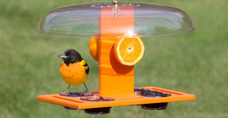 How I Turned My Backyard Into An Oriole Paradise – And You Can Too!