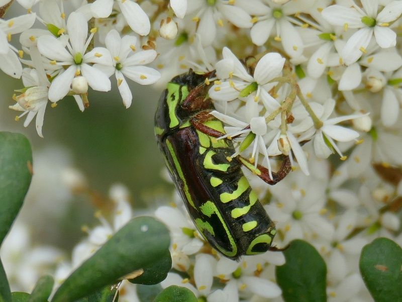 The Role Climate Change Plays In Invasive Insects