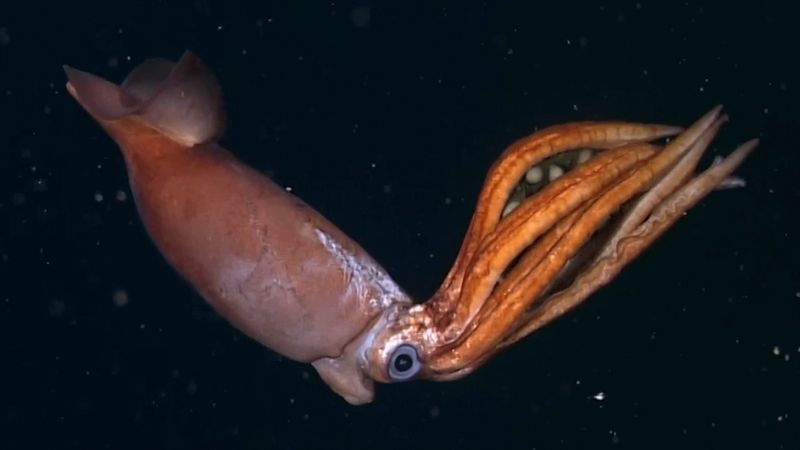 The Story Of Capturing The Gonatus Antarcticus Squid In Action