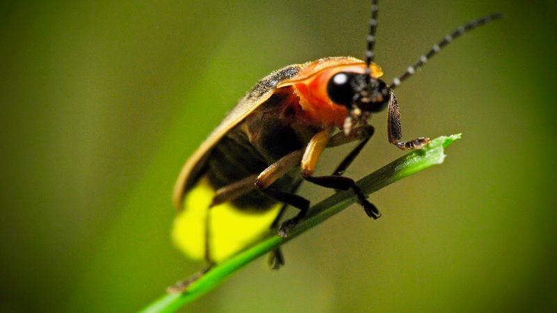Climate Change And Its Impact On Fireflies