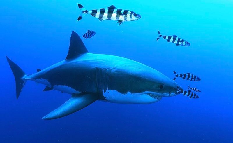 The Role Of Great Whites In Marine Ecosystems