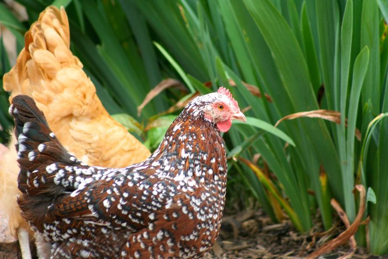 Signs Of Aging In Chickens