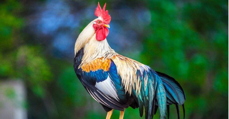 Do Roosters Live Longer Than Hens?