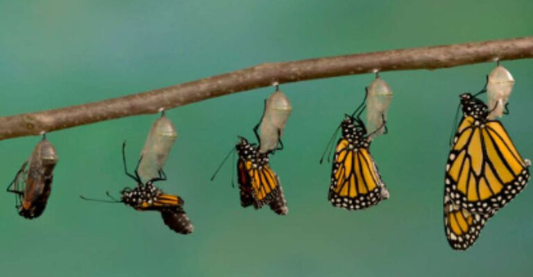 How Long Do Monarch Butterflies Really Live? The Answer May Surprise You