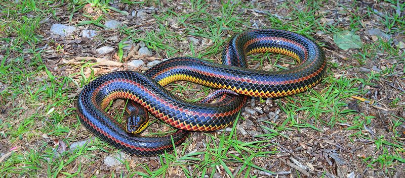 Conservation Status: Are Rainbow Snakes Endangered?