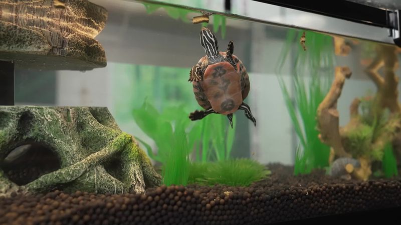 Factors That Affect Red-Eared Slider Lifespan